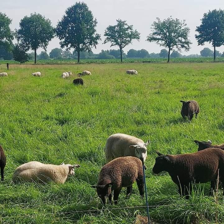 Uylkenshof Safaritenten En Natuurhuisjes Epe Kültér fotó
