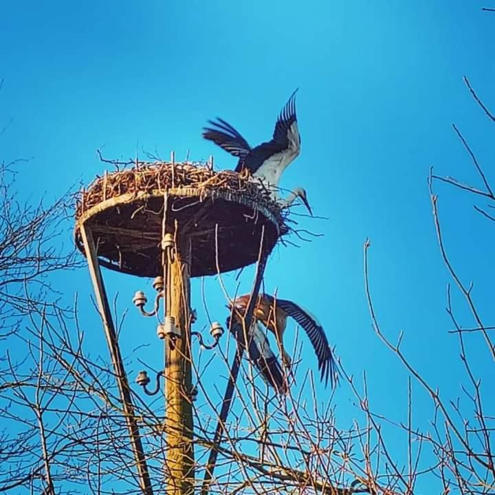 Uylkenshof Safaritenten En Natuurhuisjes Epe Kültér fotó